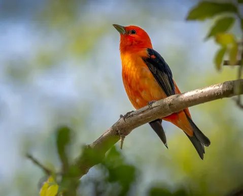Qual pássaro tem o canto mais bonito? Estudo revela
