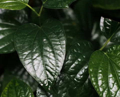 Truque com óleo e bicarbonato pode salvar a saúde das suas plantas