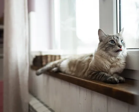 Tutores podem perder a guarda do pet após término