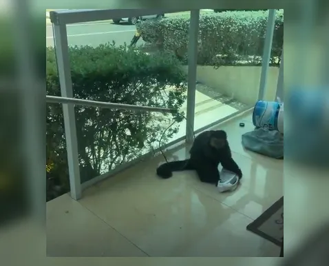 Vídeo: Macaco de ex-deputado foge e mobiliza moradores em Salvador - Imagem