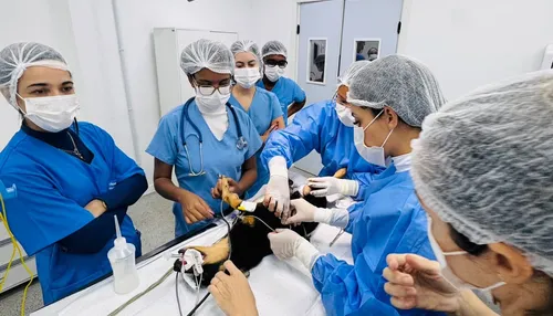 Exames e consultas de graça para cadelas e gatas no Outubro Rosa Pet em Salvador