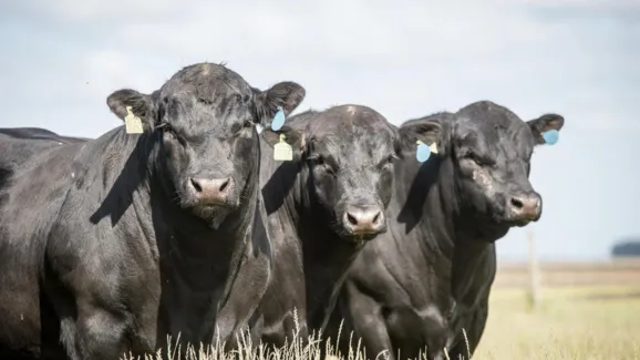 Do pasto ao prato: como Angus transformou pecuária brasileira