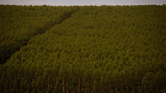 Produção florestal da Bahia cai pela 1ª vez e fecha R$ 1,9 bi em 2025