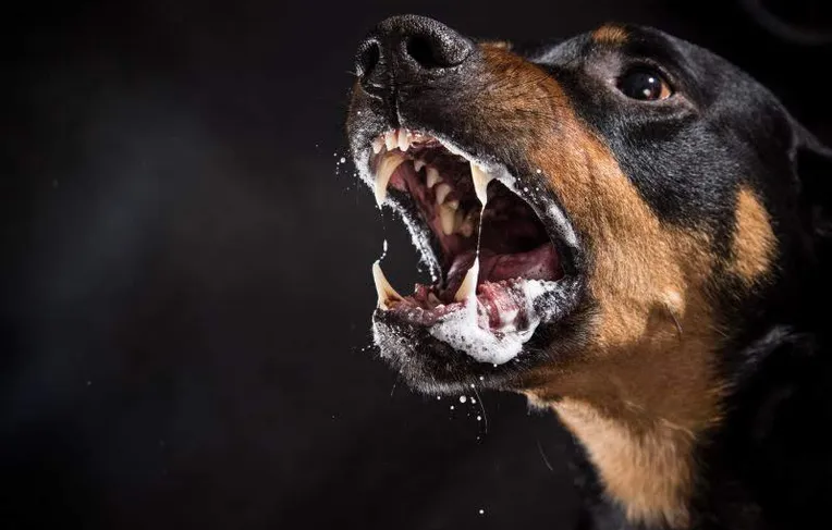 Idosa perde duas orelhas e fica em estado grave após ataque de cães