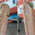'Sobremesa venenosa': cobra peçonhenta é encontrada em picolé imagem
