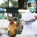 Em alerta! Governo prorroga emergência para influenza aviária H5N1 imagem