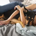 Entre amor e apego: veja quando a relação com pet se torna dependência imagem