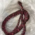 Homem come cobra inteira, passa mal e vomita o animal imagem
