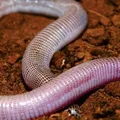 Cobra-de-duas-cabeças descoberta na Bahia é doada para universidades imagem