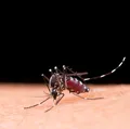 Brasil ultrapassa marca de 1 milhão de casos de dengue em 2025 imagem