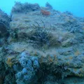 Peixe raro é encontrado e capturado em costa da Bahia; veja imagem