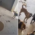 Polícia fecha hotel para cães por maus-tratos e suspeita de zoofilia imagem