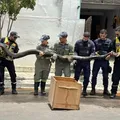 Sucuri de quase 5 metros de comprimento é capturada na Bahia imagem
