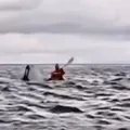Vídeo: jovem é engolido por baleia enquanto praticava remo imagem