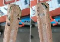 'Sobremesa venenosa': cobra peçonhenta é encontrada em picolé imagem