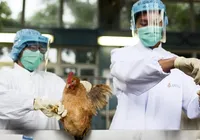 Em alerta! Governo prorroga emergência para influenza aviária H5N1 imagem