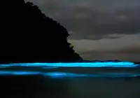 Fenômeno raro gera ondas de praia fluorescente em Ubatuba