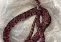Homem come cobra inteira, passa mal e vomita o animal imagem