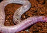 Cobra-de-duas-cabeças descoberta na Bahia é doada para universidades imagem