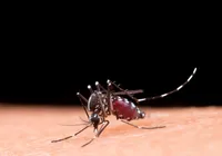 Brasil ultrapassa marca de 1 milhão de casos de dengue em 2025 imagem
