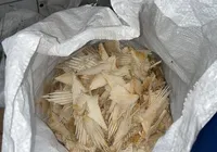 Mais de 70 kg de cartilagens de barbatanas de tubarão são apreendidas pela PC imagem
