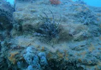 Peixe raro é encontrado e capturado em costa da Bahia; veja imagem