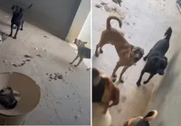 Polícia fecha hotel para cães por maus-tratos e suspeita de zoofilia imagem