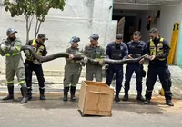 Sucuri de quase 5 metros de comprimento é capturada na Bahia imagem