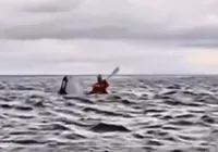 Vídeo: jovem é engolido por baleia enquanto praticava remo imagem