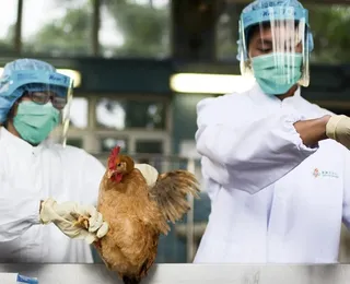 Em alerta! Governo prorroga emergência para influenza aviária H5N1