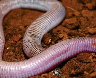 Cobra-de-duas-cabeças descoberta na Bahia é doada para universidades