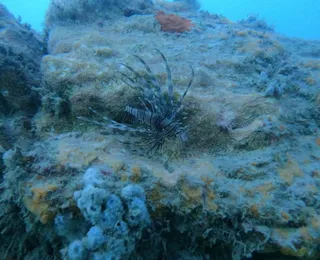 Peixe raro é encontrado e capturado em costa da Bahia; veja