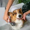 Cachorro precisa de banho semanalmente? Veja o que diz veterinária - Imagem