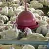 Gripe aviária pode chegar a outros estados? Entenda o que diz o governo - Imagem