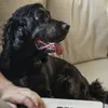 Funcionário processa empresa após ser mordido por cachorro em home office - Imagem