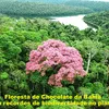 Projeto Cacau+ - Imagem