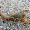 Mortes de duas crianças por picada de escorpião acendem alerta na Bahia imagem