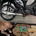 Adolescente furta R$ 30 mil de patrão e compra pitbull, celular e moto imagem