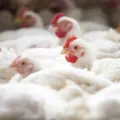 Brasil detecta pela 1ª vez foco de gripe aviária em granja comercial imagem