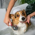 Cachorro precisa de banho semanalmente? Veja o que diz veterinária imagem