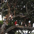 Cambistas cobram até R$ 5 mil por espaço vip em show de Lady Gaga imagem