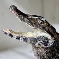 De jacaré a serpentes: "invasão" de animais silvestres aumenta em Salvador imagem