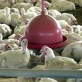 Brasil recebe certificação como país livre de gripe aviária imagem