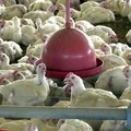 Gripe aviária pode chegar a outros estados? Entenda o que diz o governo imagem
