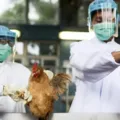 Governo investiga caso suspeito de gripe aviária na Bahia imagem