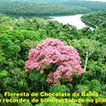 Projeto Cacau+ imagem