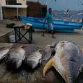 Pescadores de Salvador passarão a ter incentivo para geração de emprego imagem