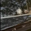 VÍDEO: Rossi desabafa após tentativa de assalto no Rio de janeiro imagem