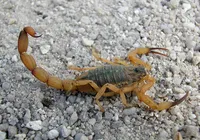 Mortes de duas crianças por picada de escorpião acendem alerta na Bahia imagem
