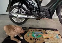Adolescente furta R$ 30 mil de patrão e compra pitbull, celular e moto imagem